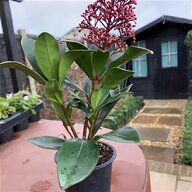 pelargonium plant for sale