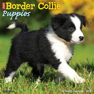 border collie pups for sale