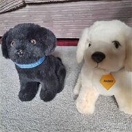 black labrador puppies for sale