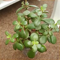 jade for sale
