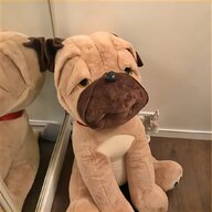 pug teddy for sale