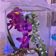 orchid mantis for sale