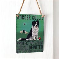 border collie dog for sale