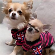 chihuahua clothes for sale