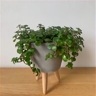 plant pot for sale