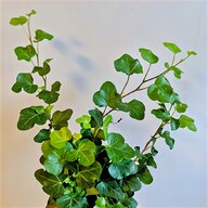 trailing ivy for sale