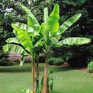 banana plant for sale