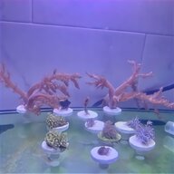 pulsing xenia for sale