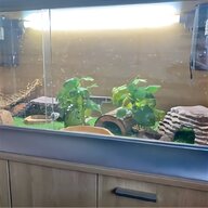 bearded dragon vivarium setup for sale