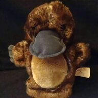 platypus for sale