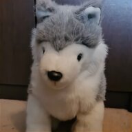 husky wolf dog for sale