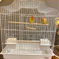 male budgie for sale