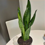 standard fuchsia plant for sale
