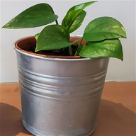 plant pot saucer 10 for sale