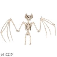bat skeleton for sale
