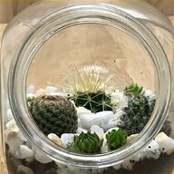 succulent terrarium for sale