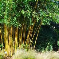 golden bamboo for sale