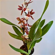 desert orchid for sale