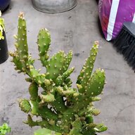 cactus collection for sale