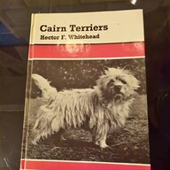 scottish terrier for sale