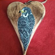 falcon bird for sale