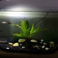 live tropical fish for sale