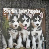 wolf husky puppies for sale