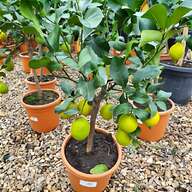 citrus lime tree for sale