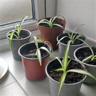 small ceramic plant pots for sale