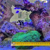 live rock aquarium for sale