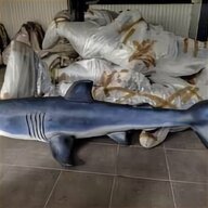 taxidermy shark for sale