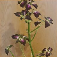 fuchsia plants for sale