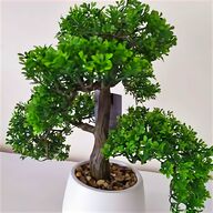 indoor bonsai tree for sale