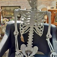 real human skeleton for sale