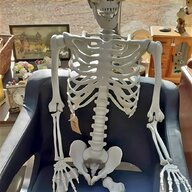 real human skeleton for sale