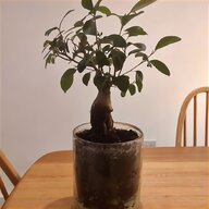 bonsai pots for sale