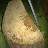 tree stump for sale