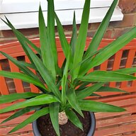 yucca plants for sale