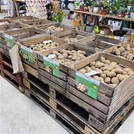seed potatoe for sale