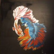 siamese fighting fish for sale