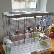 green budgie for sale