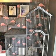 parrots for sale for sale