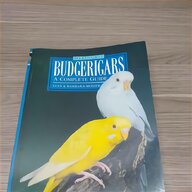 budgerigar birds for sale