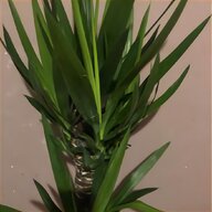 yucca plants for sale