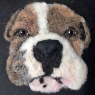 english bulldog for sale