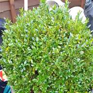 boxwood for sale
