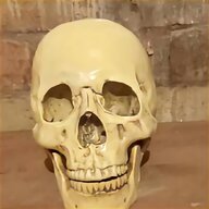 human skull replica for sale