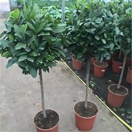 pair bay trees for sale