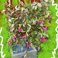 fuchsia plants for sale