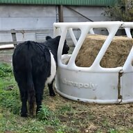 dairy cattle for sale